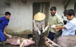 Dịch tả lợn châu Phi ở Bắc Ninh: Bất an tại ổ dịch Nhân Thắng