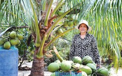 Nắng nóng, trồng dừa xiêm lùn "trúng mánh", 1 cây cho 2 triệu