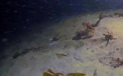 Kỳ thú cảnh tượng bạch tuộc săn cua bị kẻ thứ 3 xé xác