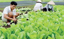 Làm ăn có lãi, nhiều nông dân xin vào HTX nông nghiệp kiểu mới