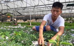 Đà Nẵng: Thuê đất trồng hoa mà làm ra 300 triệu đồng mỗi năm