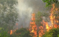2 ngày 8 vụ cháy rừng, Bộ trưởng Bộ NN&PTNT ra công điện khẩn