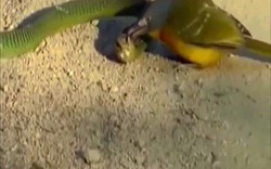 Video: Đụng độ với chim, rắn kịch độc châu Phi bị hành hạ thảm thương