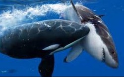 Đòn tàn độc của cá voi sát thủ khiến "hung thần đại dương" bỏ chạy mỗi khi gặp