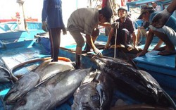 Vụ cá Bắc mỹ mãn: Đi 15 ngày trúng đậm mẻ lưới 300 con cá ngừ to bự