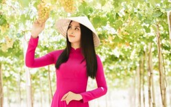 Hoa hậu Tiểu Vy và 2 á hậu “chết mê” trong vườn nho ở Ninh Thuận