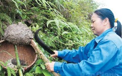 Săn trứng kiến về làm món ngon, ăn nghe nổ lép bép trong miệng