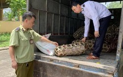Lạng Sơn: Bắt xe chở lợn giống chưa kiểm dịch đang mang đi bán