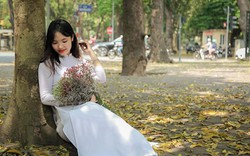 ẢNH: Mùa lá sấu nhuộm vàng trên con đường lãng mạn nhất Hà Nội