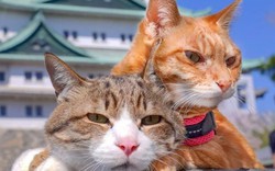 Đôi mèo vẻ mặt chán chường ngao du hơn 1000 địa điểm ở Nhật