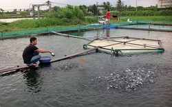 Long An: Nhiều người gánh lỗ tới 130 triệu từ ương cá tra giống