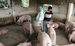 Giá heo hơi 30/4: Ngành chăn nuôi lợn lâm cuộc "khủng hoảng" mới
