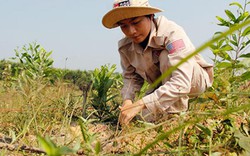 Những “bông hoa”  thổi bay bom đạn