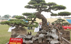 Giới mê cây ngẩn ngơ trước cặp sanh “sinh đôi” giá 5 tỷ đồng