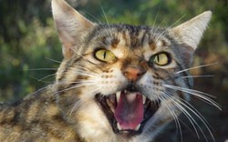 Úc "tuyên bố chiến tranh" với 2 triệu con mèo hoang