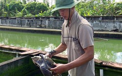 Nuôi loài "thủy quái" trông như ba ba, cứ bán 1 con là lời 5 triệu