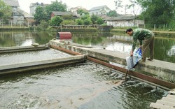 Làm sông trong ao, nuôi cá dày đặc, nông dân thu lời lớn