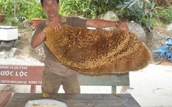 "Loạn" chợ mật ong ở An Giang: Có loại giá lên tới 1,7 triệu đồng/lít