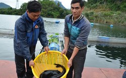 Lưng đèo Ái Au nuôi "ngũ quý hà thủy", tắm nước suối, có tiền tỷ