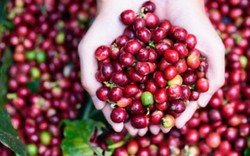 Giá cà phê Tây Nguyên thấp kỉ lục, giá tiêu đứng yên, nông dân bế tắc