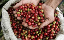 Giá cà phê Tây Nguyên: "Bốc hơi" thêm 300 đồng/kg phiên cuối tuần