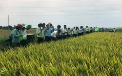 Khánh Hòa: Lúa TBR225 dễ trồng, đạt 76 tạ/ha, nông dân thích mê