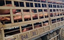 Bắt, tiêu huỷ 4 xe chở lợn nhiễm dịch tả châu Phi, làm giả giấy tờ