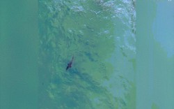 Cá mập lầm lì bám sát người bơi trong gang tấc ở Úc