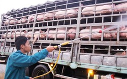 Nóng: Dịch tả lợn châu Phi Nam tiến, xuất hiện ở Đồng Nai