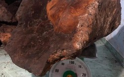 Quảng Nam: Kiểm lâm xác minh “đại gia” sở hữu cây nấm chò nặng 70kg