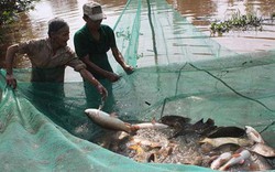 Kiên Giang: Cá đồng cạn kiệt, U Minh Thượng nuôi cá ngoại lai