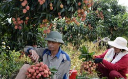 Đưa vải thiều sang Trung Quốc: An tâm khi có mã số vùng trồng