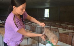 Quảng Nam: Đảm đang nuôi loài chuột ăn tre nứa, bán 1,2 triệu/cặp