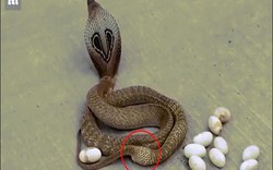 Tò mò xem rắn hổ mang đẻ trứng giữa đường