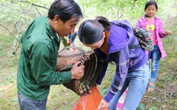 "Cổng trời" Mường Lống bội thu mận, thương lái vào mua tận vườn