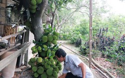 Của hiếm ở miền Tây: Cây mít Tố Tây trái từ gốc tới ngọn, 8 tháng "chửa đẻ"