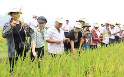 Nông dân xứ Thanh "mê" nhiều giống lúa chất lượng cao của Vinaseed