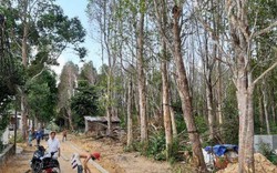 Kiên Giang: Khám phá vườn cây cho báu vật trầm hương ở Phú Quốc