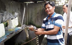 "Công tử" Bạc Liêu nuôi lúc nhúc loài rắn bự trong bể xi măng