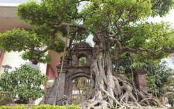 Hơn 10 năm tạo tác cây sanh dáng “hồn quê đất Việt”, trả 6 tỷ không bán