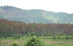 Cận cảnh 10 hecta rừng thông "chết đứng" vì bị "đầu độc" ở Lâm Đồng