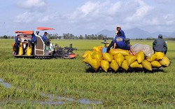 Giá lúa tăng 600 đồng/kg, dân miền Tây mất lãi