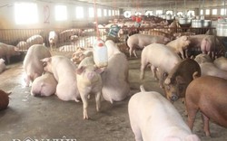 Giá heo hơi 12/5: Miền Nam đồng loạt giảm, giá lợn hơi miền Bắc ổn định