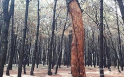 Gia Lai: Tư thương Trung Quốc mua hàng tấn vỏ thông, 76 cây đã chết