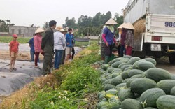 Trung Quốc "làm khó", xuất khẩu rau quả vẫn lấy lại “phong độ”
