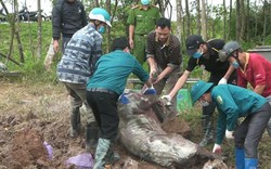 Cần cấp đông hàng triệu tấn thịt để đối phó dịch tả lợn châu Phi