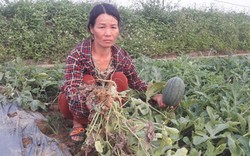 Hội Nông dân tỉnh Nghệ An lên án hành vi phá hoại 5 sào dưa hấu
