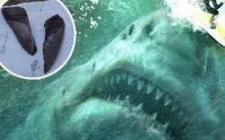 Mỹ: Phát hiện răng cá mập bạo chúa Megalodon thống trị biển cả 3 triệu năm trước