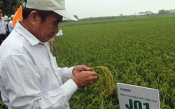 Thử nghiệm 3 giống lúa mới ở Phú Thọ: Nhà nông háo hức chờ ngày gặt