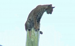 Lực lượng cứu hộ toát mồ hôi giải cứu chú mèo ngồi vắt vẻo trên đỉnh cột điện